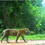 Agent-based modelling of human exploitation on jaguar movement