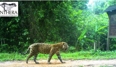 Agent-based modelling of human exploitation on jaguar movement