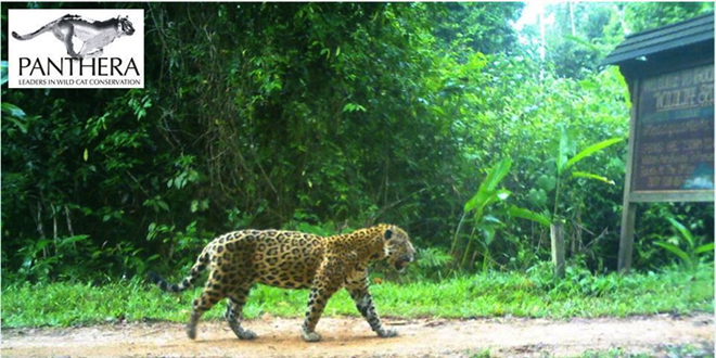 Agent-based modelling of human exploitation on jaguar movement